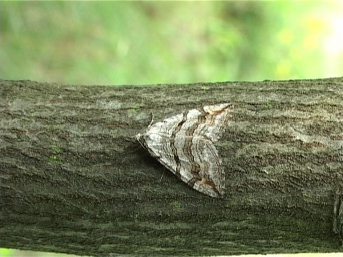 Sandheiden-Johanniskrautspanner ( Aplocera efformata ) : Am Niederrhein, Biotop, 25.08.2006